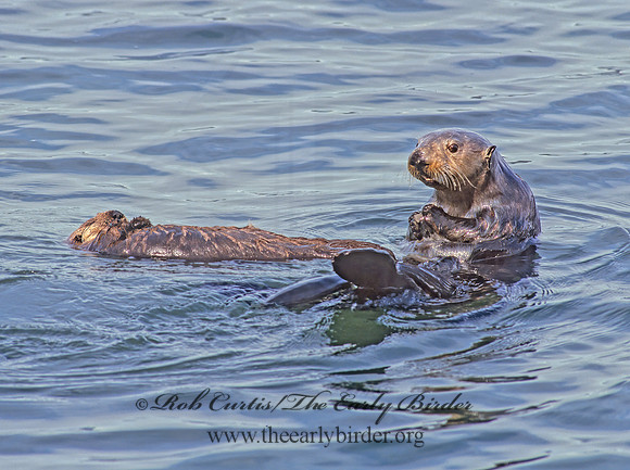 Enhydra lutris kenyoni  NORTHERN SEA OTTER 225335 z