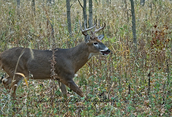 Odocoileus virginianus  WHITE-TAILED DEER 5017096z