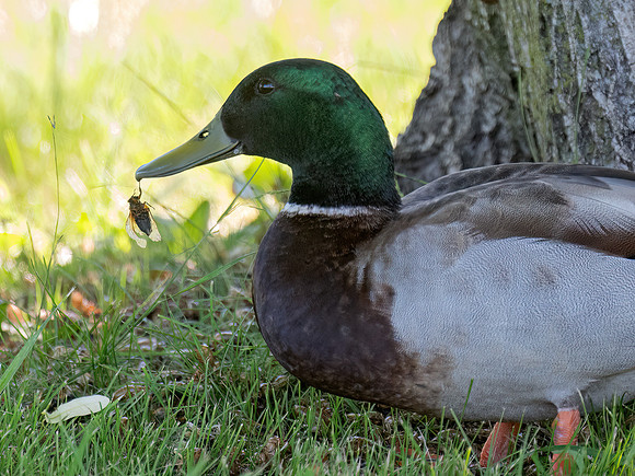 Anas platyrhynchos MALLARD 9088779z