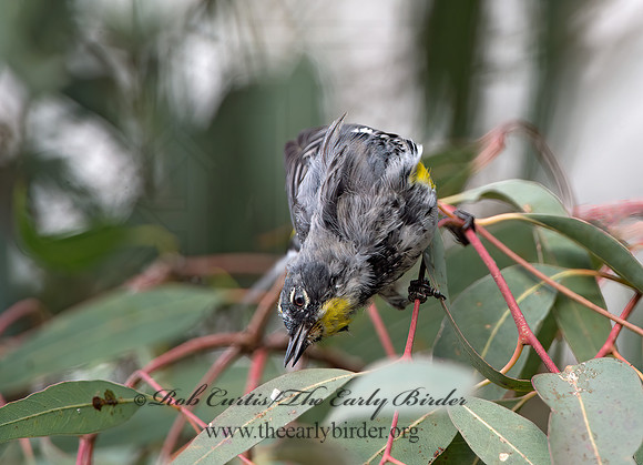 Setophaga coronata auduboni  AUDUBON'S WARBLER  9055005z