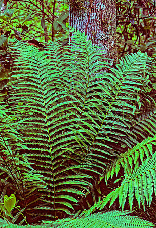 Osmundastrum cinnamomeum  CINNAMON FERN 261233z