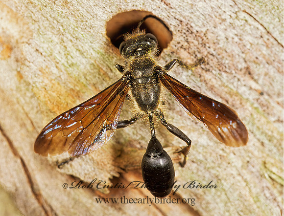 Isodontia apicalis 291224z