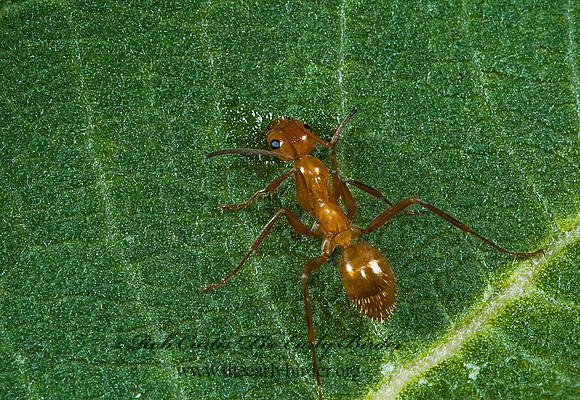 Formica pallidefulva 5014074z