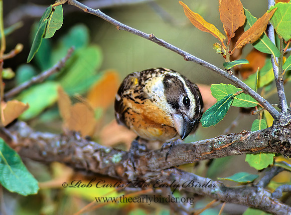 Pheucticus melanocephalus  BLACK HEADED GROSBEAK 75034z