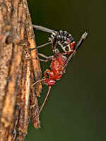 Chirotica PHYGADEUONTINI ICHNEUMON 9049616z