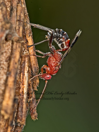 Chirotica  PHYGADEUONTINI ICHNEUMON 9049616z