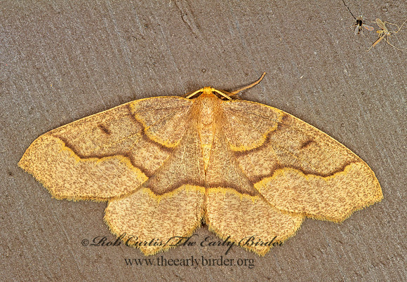 Lambdina fiscellaria HEMLOCK LOOPER 1115303z