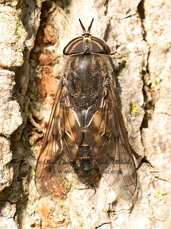 Hybomitra lasiophthalma  HORSE FLY 9088121z