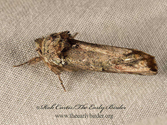 Schizura unicornis  UNICORN CATERPILLAR MOTH 9050222z