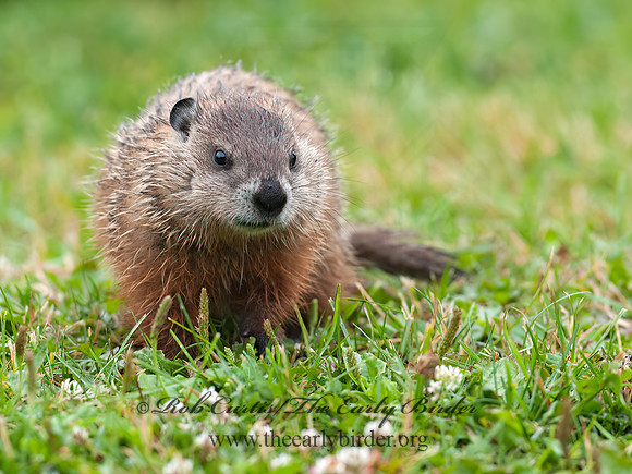 Marmota monax  WOODCHUCK 8034815z