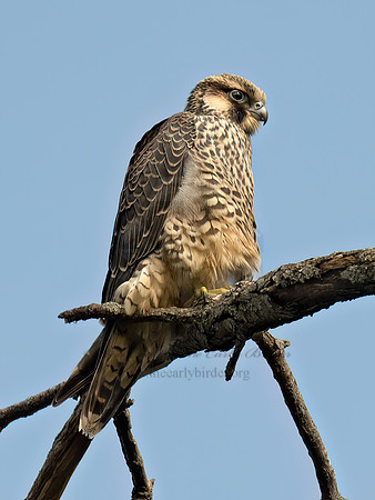 Falco peregrinus PEREGRINE FALCON 9090571z