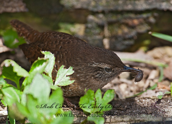 Troglodytes hiemalis  WINTER WREN 8033894z