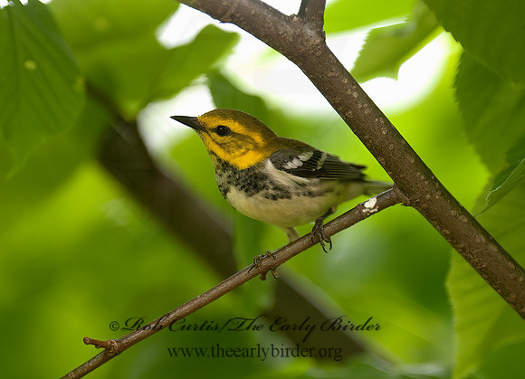 Setophaga virens  BLACK-THROATED GREEN WARBLER 8035640z