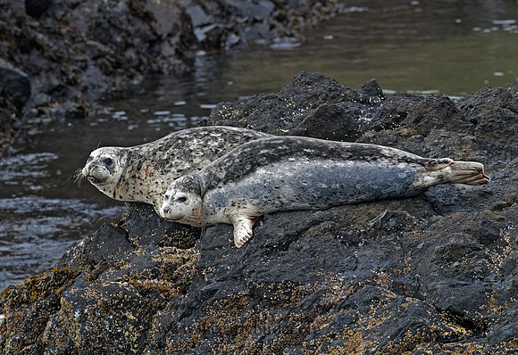 Phoca vitulina  HARBOR SEAL 7017339z