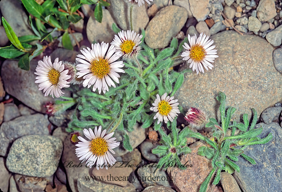 Erigeron humilis  PURPLISH FLEABANE 243103z