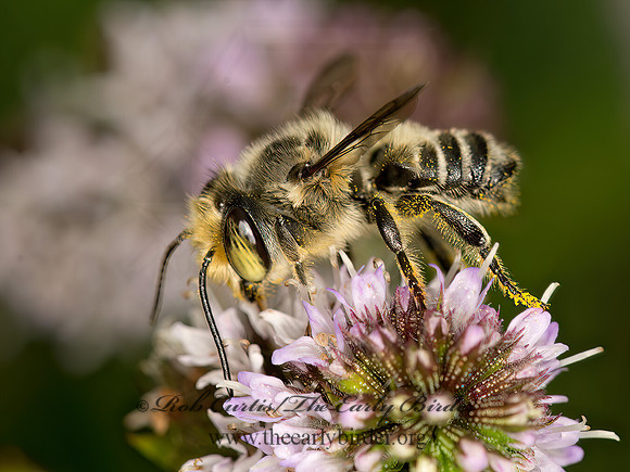Megachile 9050805z