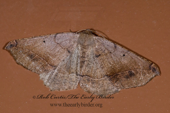 Prochoerodes forficaria  GEOMETER 6027760z