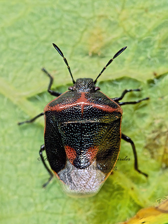 Cosmopepla lintneriana  TWICE-STABBED STINKBUG 182114z
