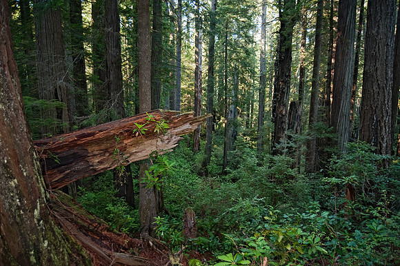 Avenue of the Giants 8019912z