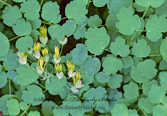 Thalictrum dioicum  EARLY MEADOW RUE 265422z