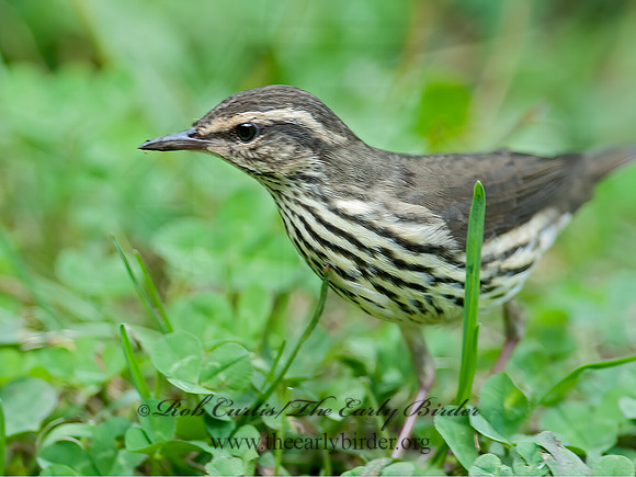 Parkesia noveboracensis  NORTHERN WATERTHRUSH 8029062z