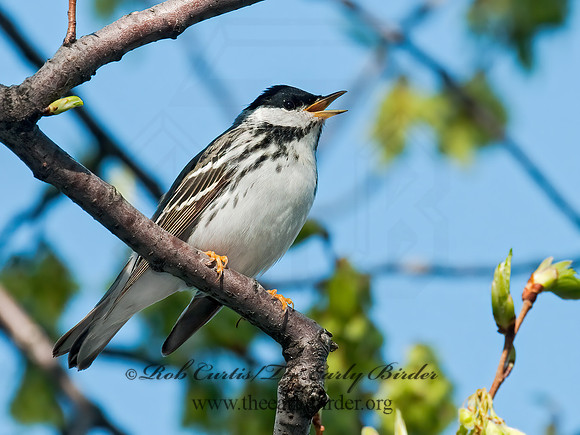 Setophaga striata  BLACKPOLL WARBLER 3007404z