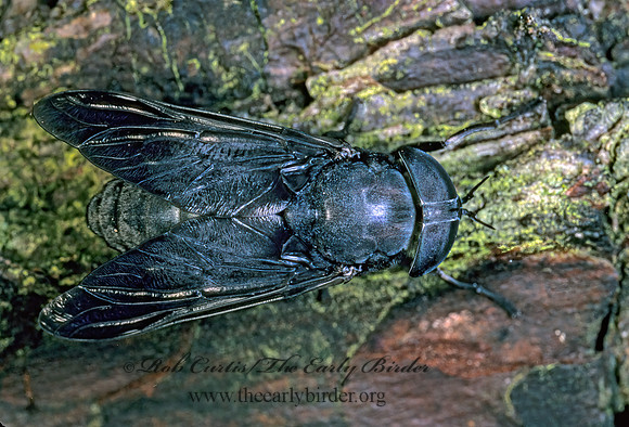 Tabanus atratus  BLACK HORSE FLY 169908z