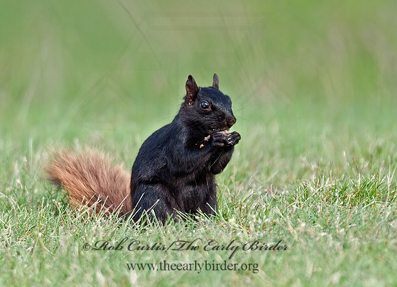 Sciurus carolinensis  EASTERN GRAY SQUIRREL 6005660z