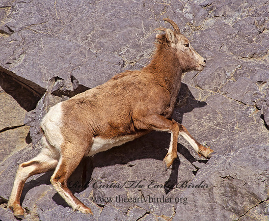 Ovis canadensis  BIGHORN SHEEP 223213z