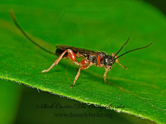 Odontolcolon  XORIDINAE ICHNEUMON 1304760z