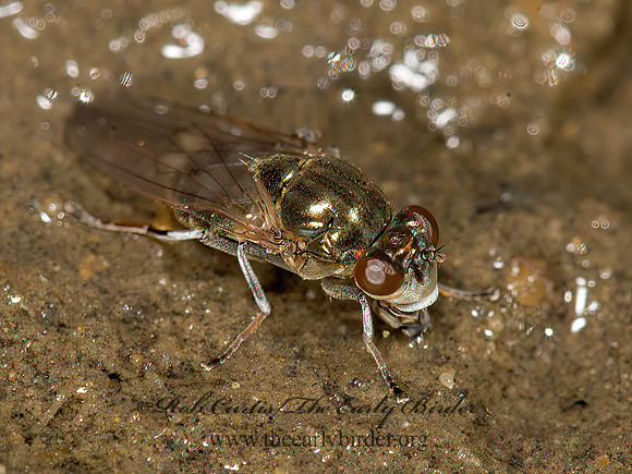 Parydra quadrituberculata  SHORE FLY 9041190z