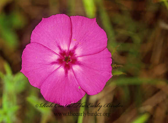 Phlox drummondii  DRUMMOND PHLOX 87035z