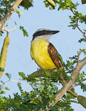 Pitangus sulphuratus  GREAT KISKADEE 7005705z