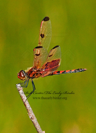 Celithemis elisa CALICO PENNANT 3002706