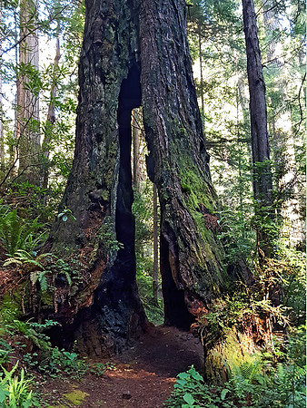 Ecola SP  ANCIENT TREE 2000878z