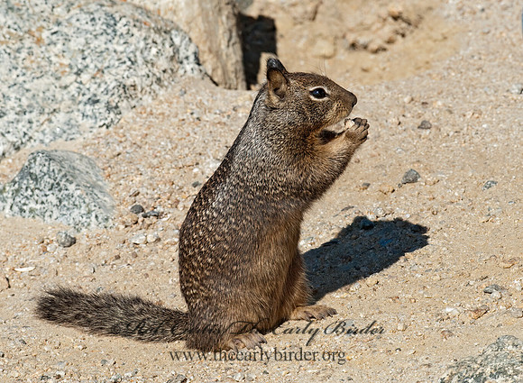 Otospermophilus beecheyi  CALIFORNIA GROUND SQUIRREL 7017638z