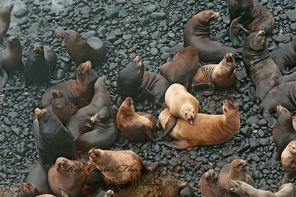 Zalophus californianus  CALIFORNIA SEA LION 8019771z
