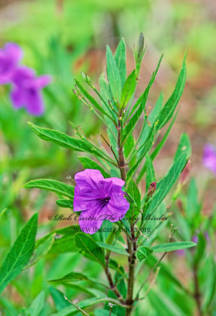 Ruellia tweediana  BRITTON'S WILD PETUNIA 248026z