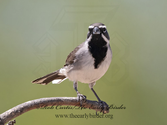 Amphispiza bilineata  BLACK-THROATED SPARROW 3033951z