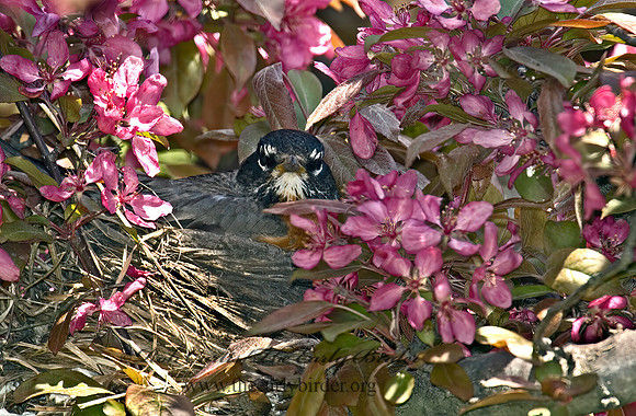 Turdus migratorius  AMERICAN ROBIN 5006812z