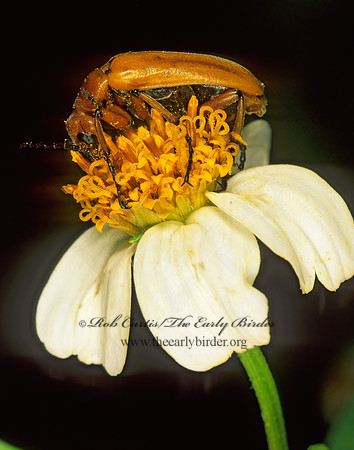 Nemognatha lurida~ 248008z