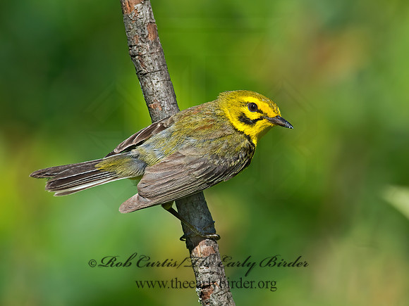 Setophaga discolor = PRAIRIE WARBLER  9023704z