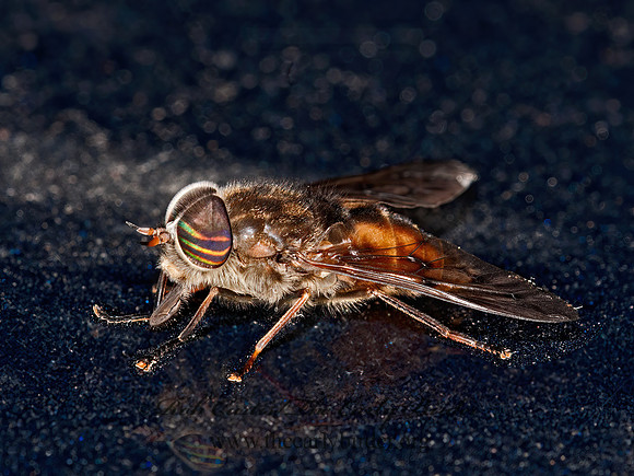 Hybomitra  HORSE FLY 3013243z