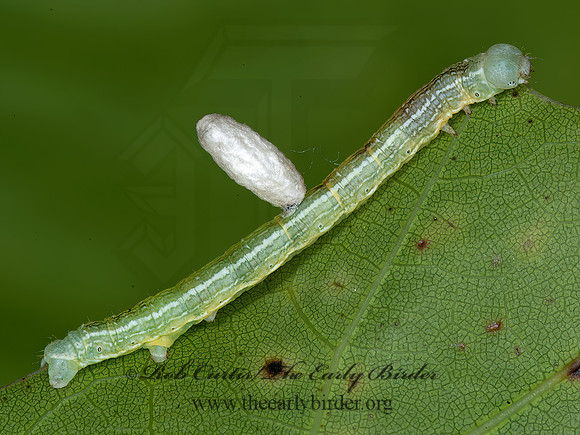 Alsophila pometaria  FALL CANKERWORM 8034304z