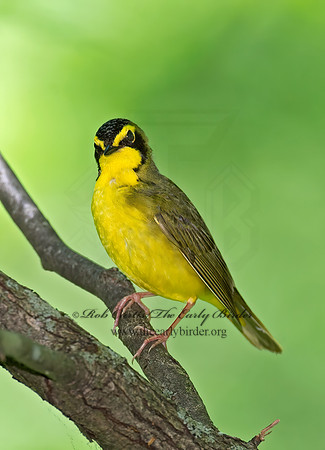 Geothlypis formosa  KENTUCKY WARBLER 9023137z