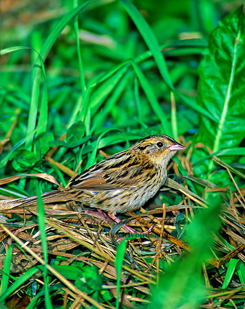 Ammospiza leconteii  LE CONTE'S SPARROW 97614z