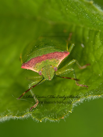 Thyanta custator  RED-SHOULDERED STINKBUG 8037042z