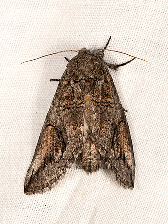 Heterocampa secessionis  PROMINENT MOTH 3038138z