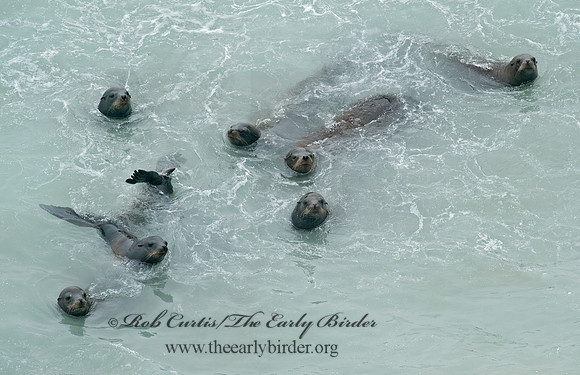 Zalophus californianus  CALIFORNIA SEA LION 8019584z
