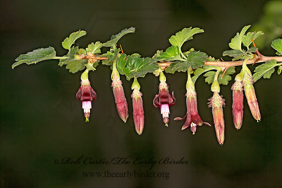 Ribes roezlii  SIERRA GOOSEBERRY~ 9058175z